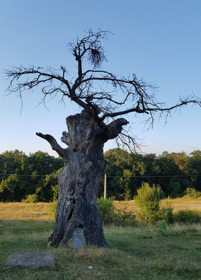 Stejarul secular - Pădurea Rotundă