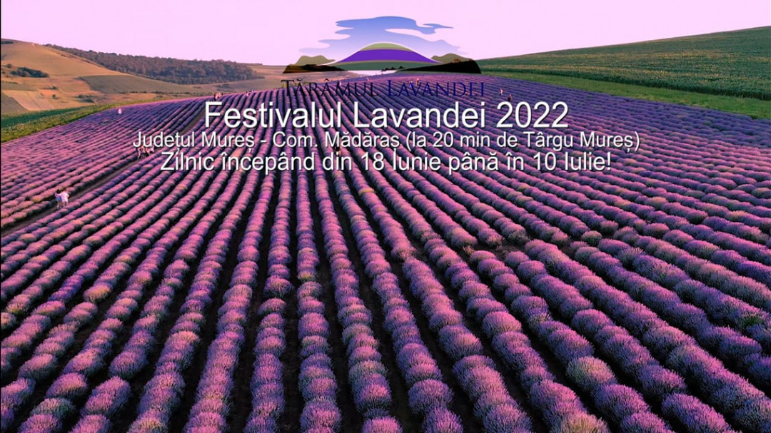 Lavender Festival
